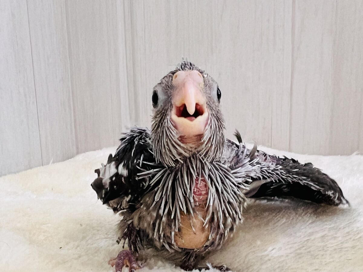 モノトーンカラーのツンツンヘアー🖤🤍オカメインコのホワイトフェイスの雛が入舎しました☆ オカメインコ