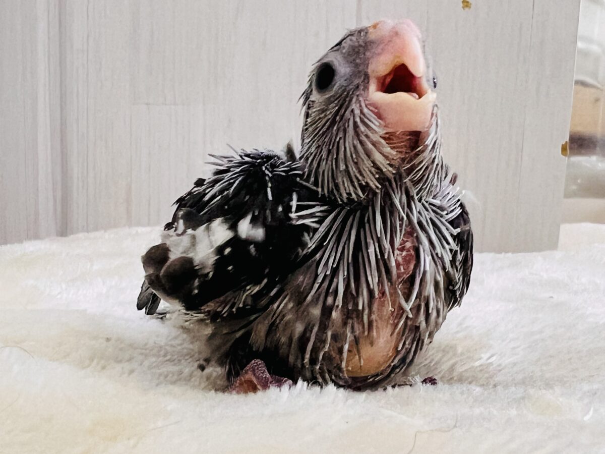モノトーンカラーのツンツンヘアー🖤🤍オカメインコのホワイトフェイスの雛が入舎しました☆ オカメインコ