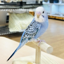 【最新画像】晴天ブルー☁️🫧💙セキセイインコ(オパーリン)ヒナ
