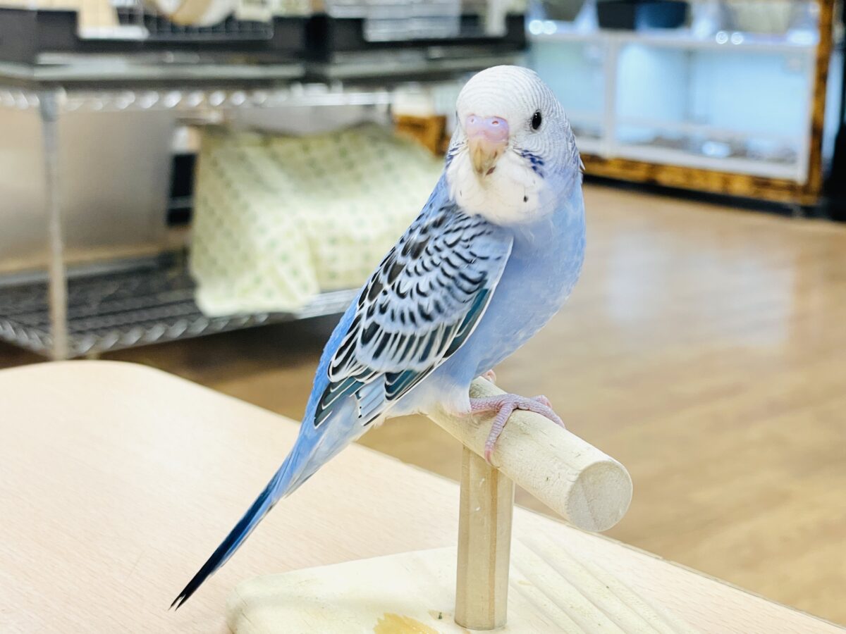 【最新画像】晴天ブルー☁️🫧💙セキセイインコ(オパーリン)ヒナ