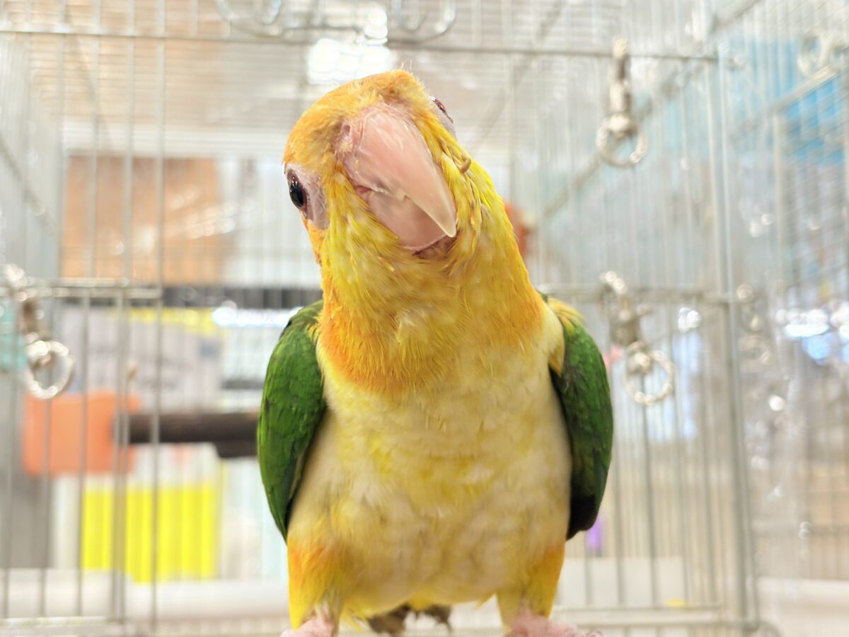 【最新画像更新🪄】元気いっぱいやんちゃっ子🐥🍊🧡シロハラインコ(女の子) ヒナ シロハラインコ