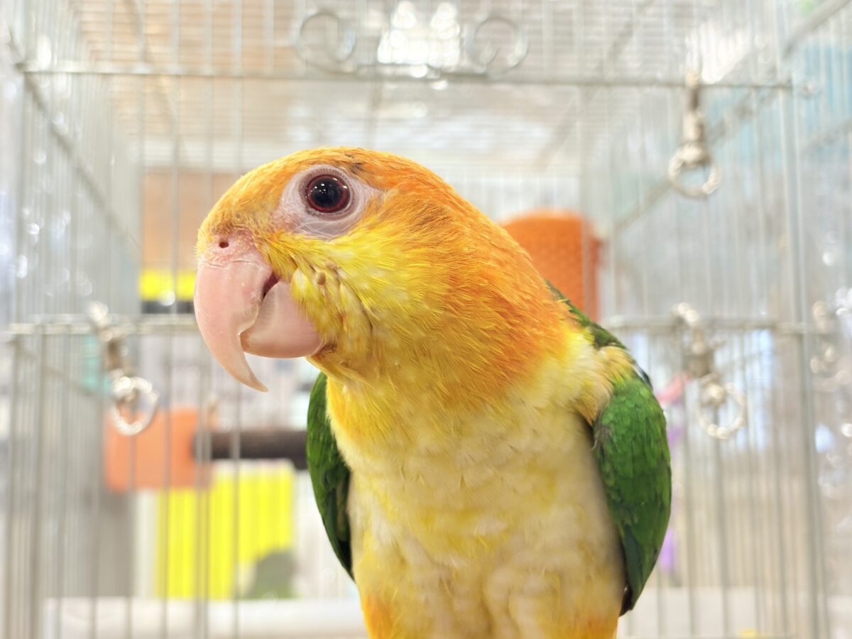【最新画像更新🪄】元気いっぱいやんちゃっ子🐥🍊🧡シロハラインコ(女の子) ヒナ シロハラインコ