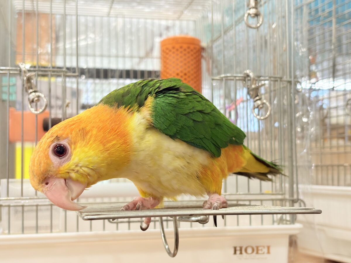 【最新画像更新🪄】元気いっぱいやんちゃっ子🐥🍊🧡シロハラインコ(女の子) ヒナ シロハラインコ