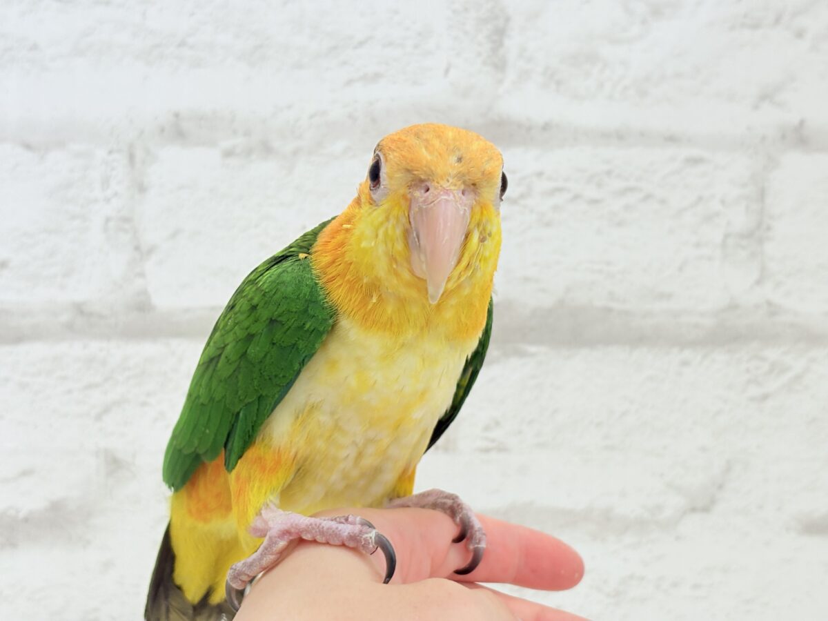 【最新画像更新🪄】元気いっぱいやんちゃっ子🐥🍊🧡シロハラインコ(女の子) ヒナ シロハラインコ