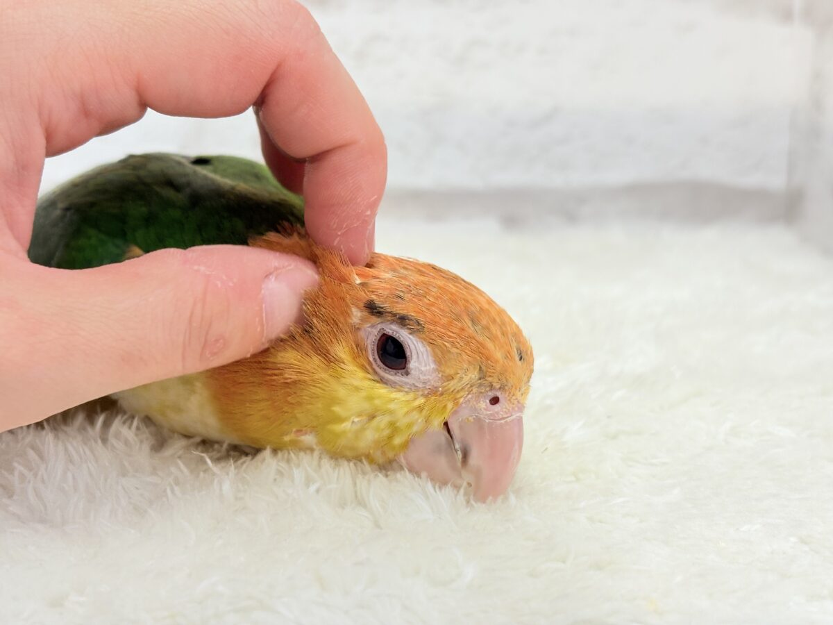 【最新画像更新🪄】元気いっぱいやんちゃっ子🐥🍊🧡シロハラインコ(女の子) ヒナ シロハラインコ