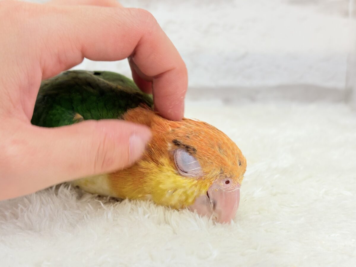 【最新画像更新🪄】元気いっぱいやんちゃっ子🐥🍊🧡シロハラインコ(女の子) ヒナ シロハラインコ