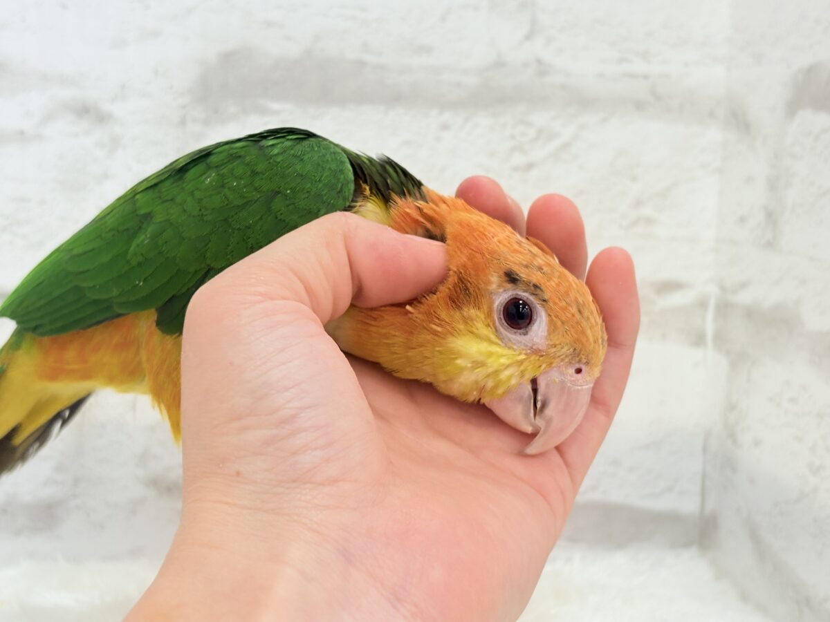 【最新画像更新🪄】元気いっぱいやんちゃっ子🐥🍊🧡シロハラインコ(女の子) ヒナ シロハラインコ