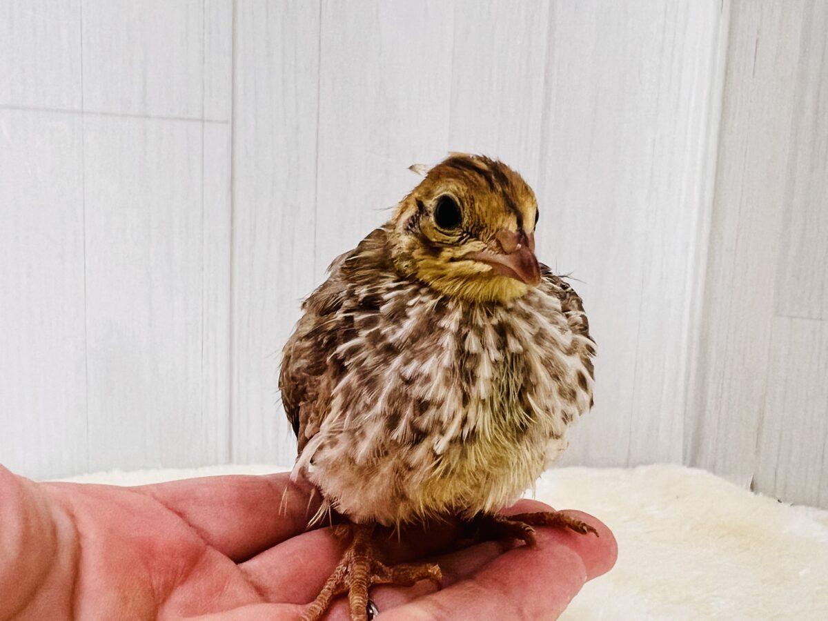 並ウズラ