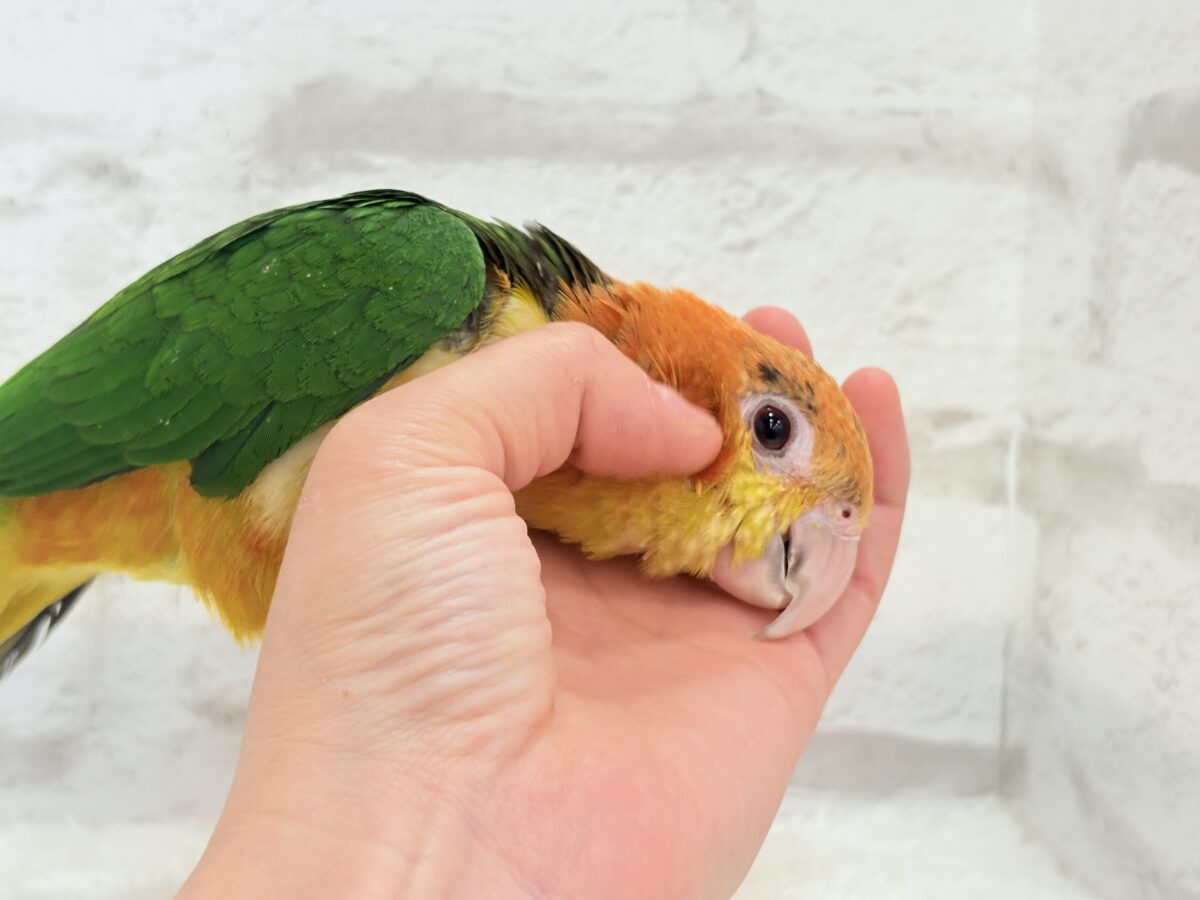 【最新画像更新🪄】元気いっぱいやんちゃっ子🐥🍊🧡シロハラインコ(女の子) ヒナ シロハラインコ