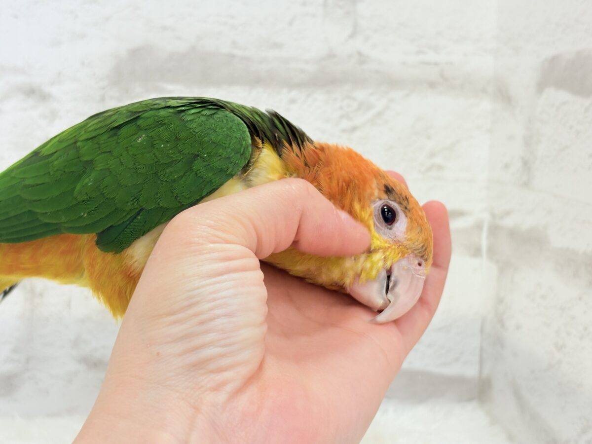 【最新画像更新🪄】元気いっぱいやんちゃっ子🐥🍊🧡シロハラインコ(女の子) ヒナ シロハラインコ