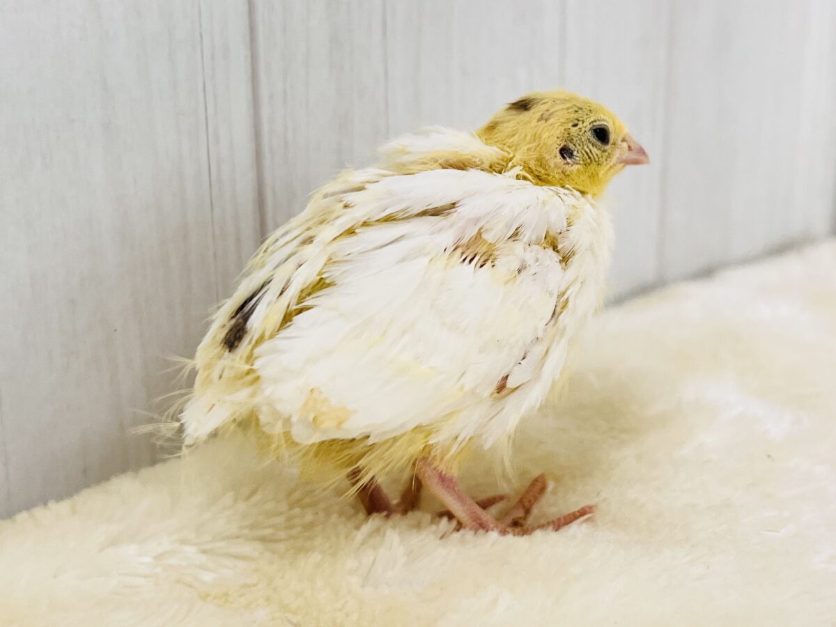 ぽっちん♡白うずらの雛、入舎しています🐣 白ウズラ