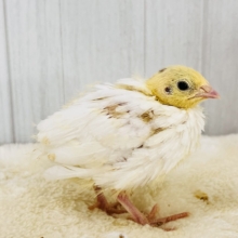ぽっちん♡白うずらの雛、入舎しています🐣