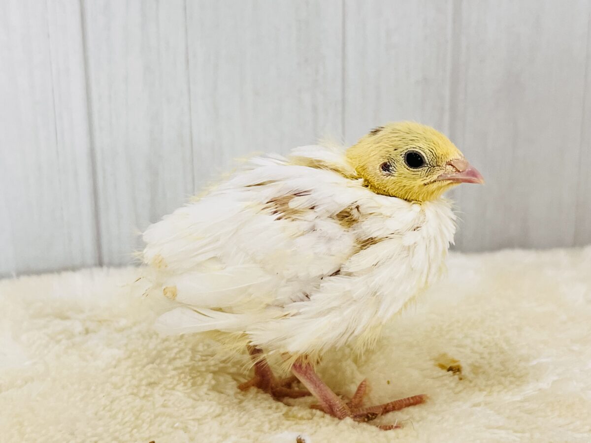 ぽっちん♡白うずらの雛、入舎しています🐣