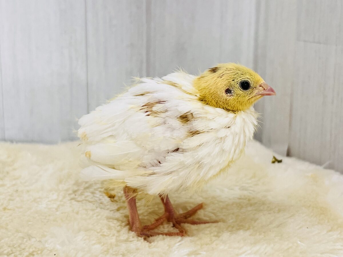 白ウズラ
