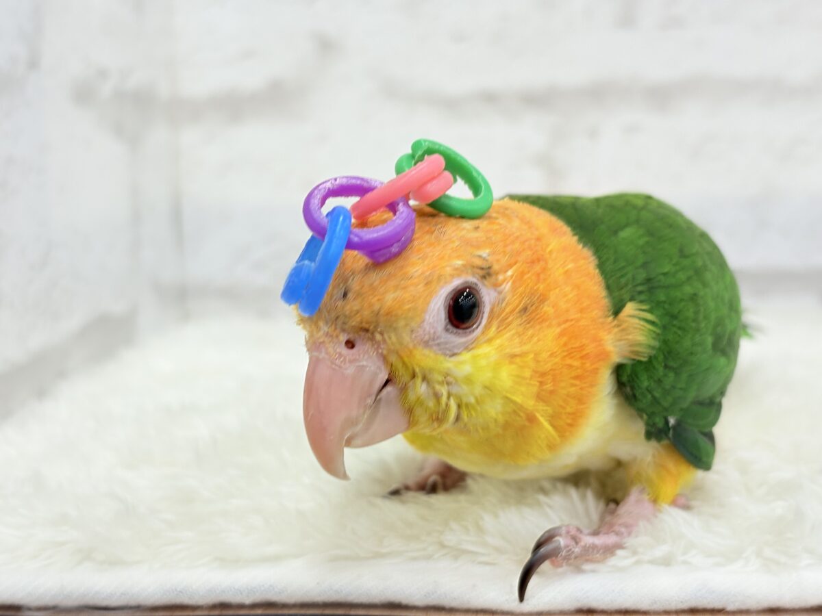 【最新画像更新🪄】元気いっぱいやんちゃっ子🐥🍊🧡シロハラインコ(女の子) ヒナ シロハラインコ