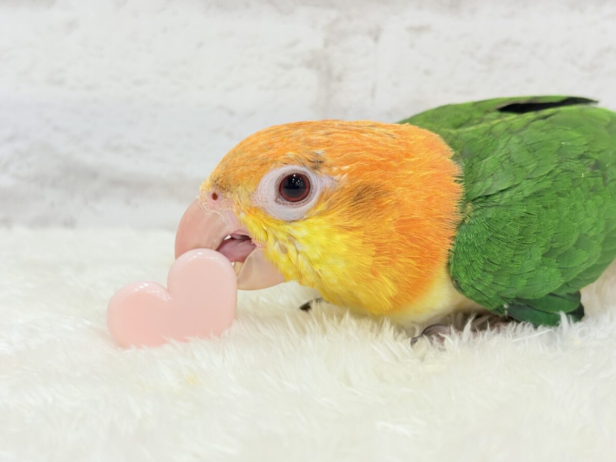 【最新画像更新🪄】元気いっぱいやんちゃっ子🐥🍊🧡シロハラインコ(女の子) ヒナ シロハラインコ
