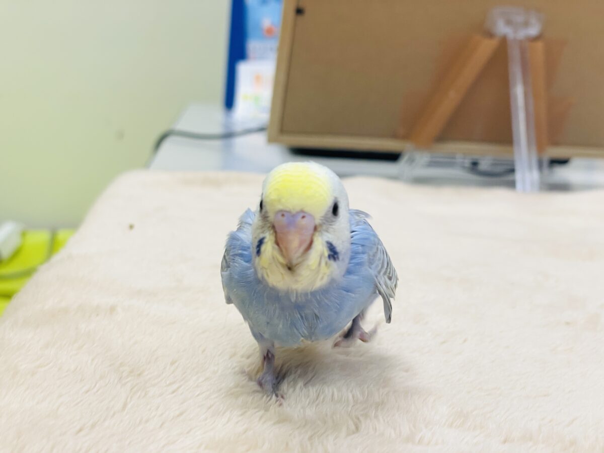 セキセイインコ