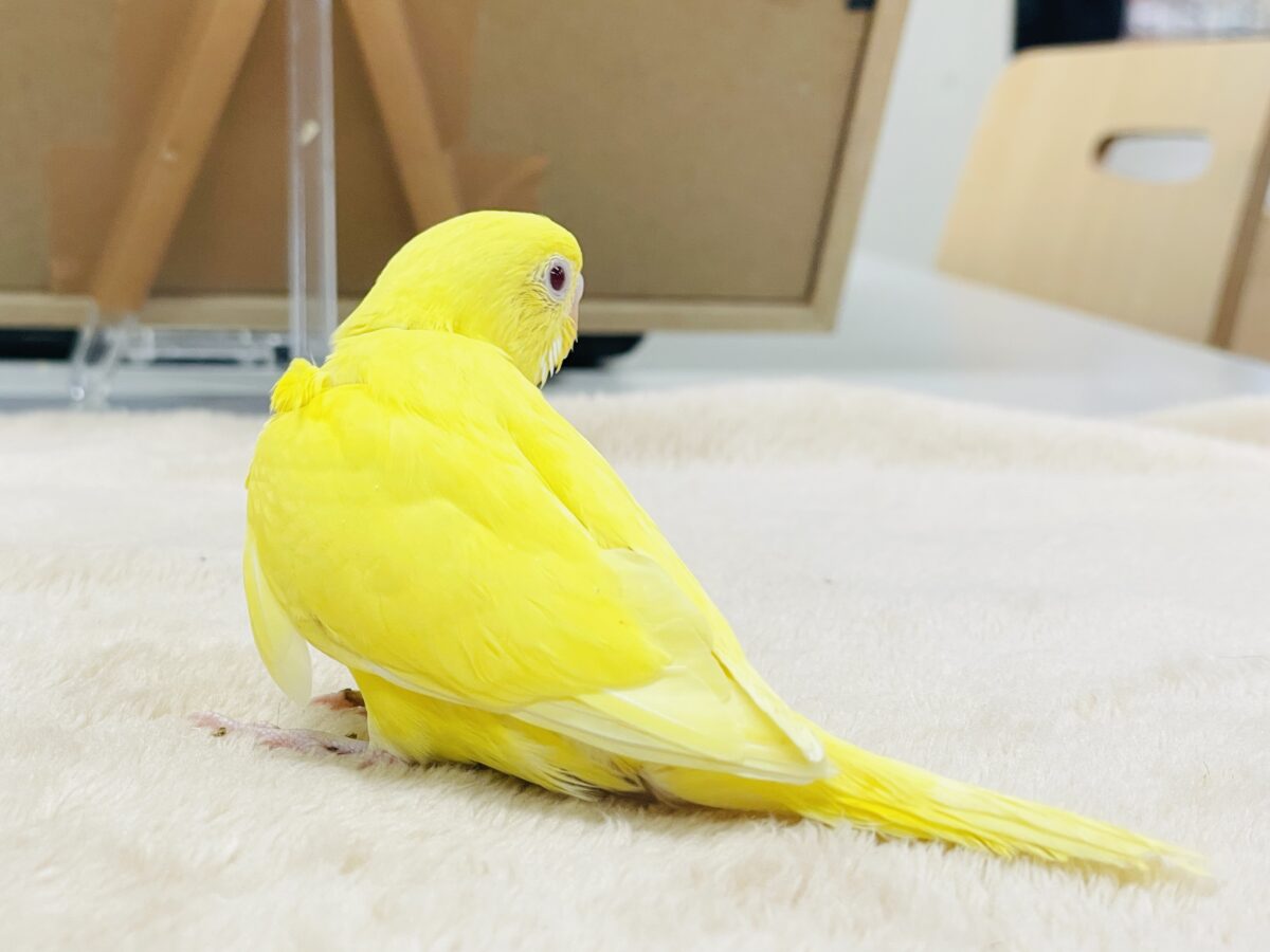 【最新画像】気分はモデルさん👍💛❤️セキセイインコ(ルチノー)ヒナ セキセイインコ