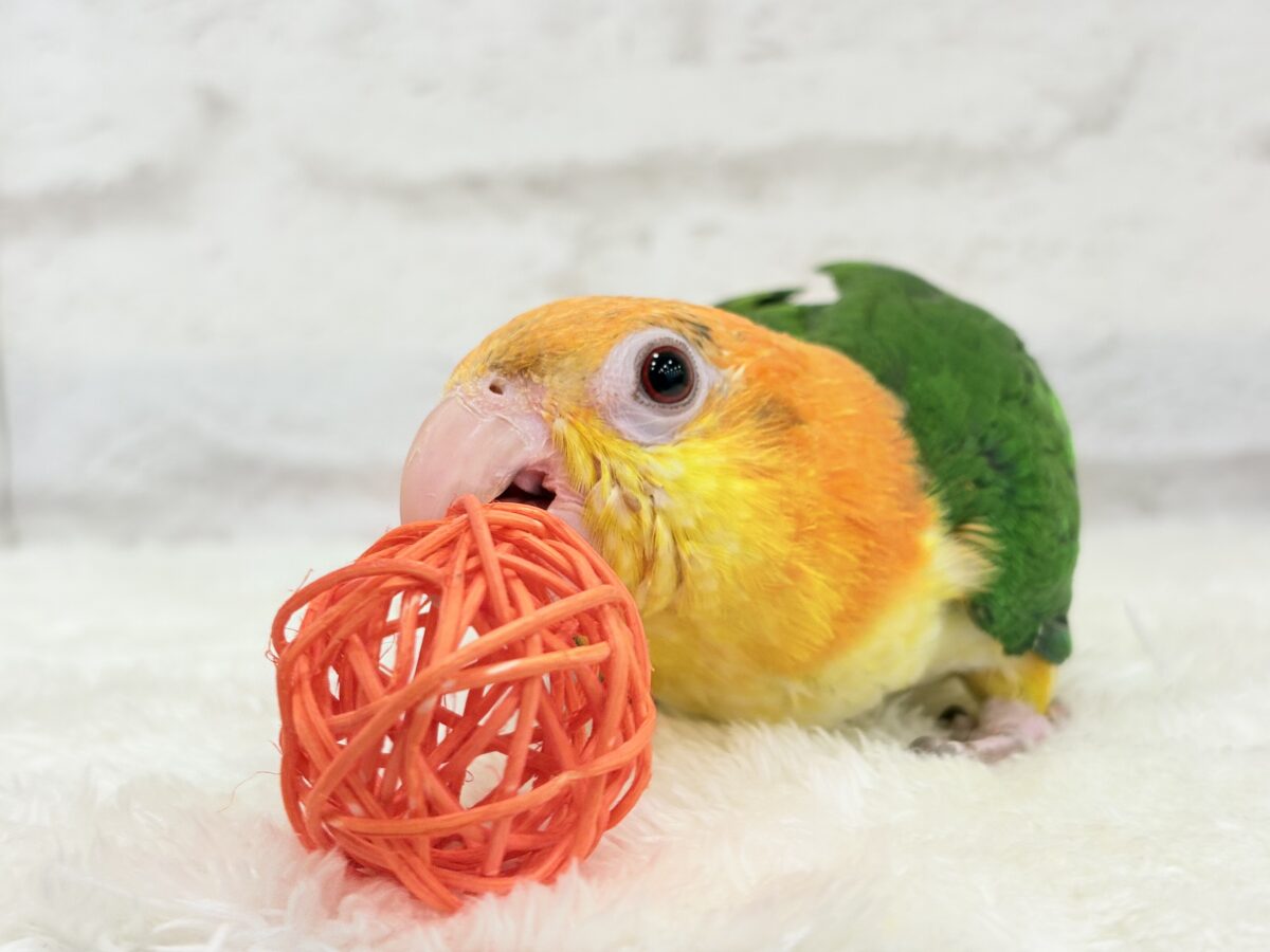 【最新画像更新🪄】元気いっぱいやんちゃっ子🐥🍊🧡シロハラインコ(女の子) ヒナ シロハラインコ