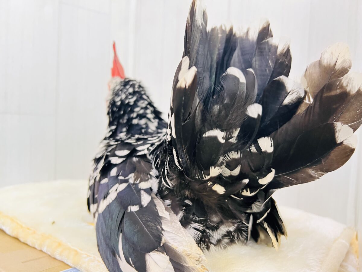 映えますね〜❤️白黒模様にぷりぷり鶏冠👑ゴイシチャボのペアが入舎しました🐓 碁石チャボ(ゴイシチャボ)