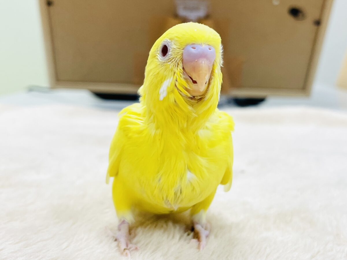 【最新画像】気分はモデルさん👍💛❤️セキセイインコ(ルチノー)ヒナ セキセイインコ