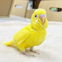 【最新画像】気分はモデルさん👍💛❤️セキセイインコ（ルチノー）ヒナ