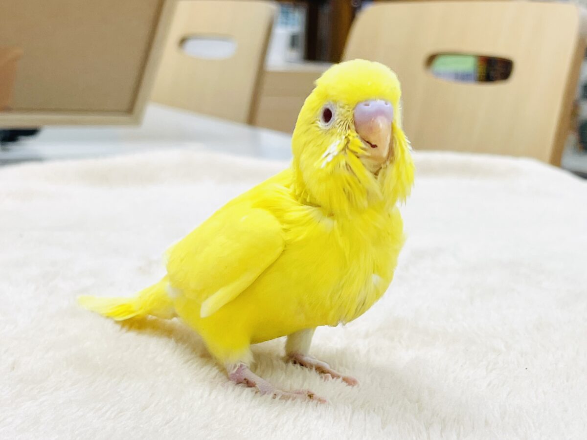 【最新画像】気分はモデルさん👍💛❤️セキセイインコ（ルチノー）ヒナ