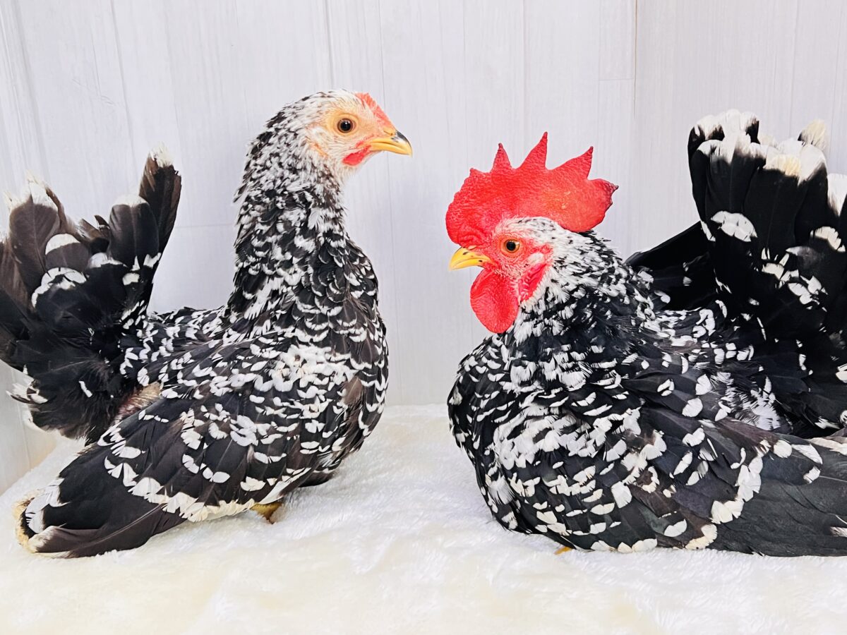 映えますね〜❤️白黒模様にぷりぷり鶏冠👑ゴイシチャボのペアが入舎しました🐓 碁石チャボ(ゴイシチャボ)