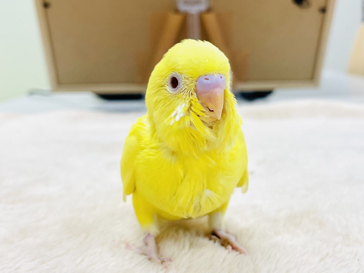 【最新画像】気分はモデルさん👍💛❤️セキセイインコ(ルチノー)ヒナ セキセイインコ