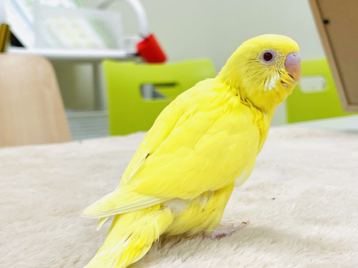 【最新画像】気分はモデルさん👍💛❤️セキセイインコ(ルチノー)ヒナ セキセイインコ