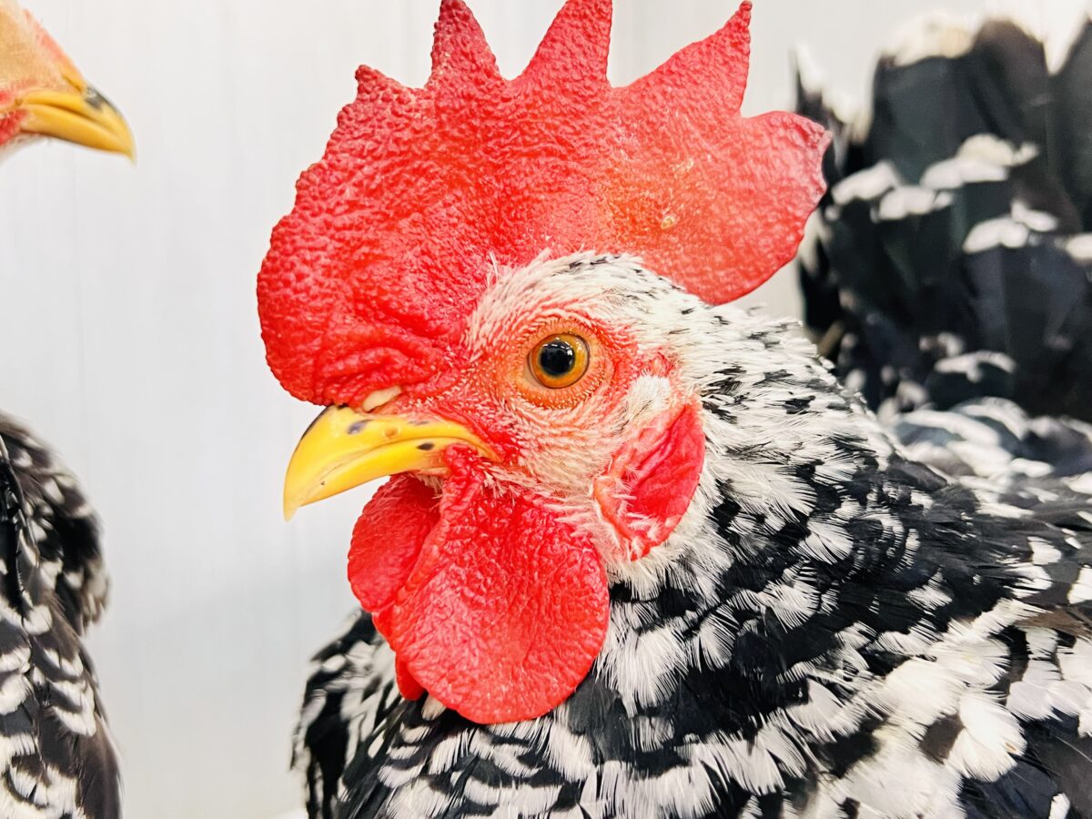 映えますね〜❤️白黒模様にぷりぷり鶏冠👑ゴイシチャボのペアが入舎しました🐓 碁石チャボ(ゴイシチャボ)