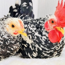 映えますね〜❤️白黒模様にぷりぷり鶏冠👑ゴイシチャボのペアが入舎しました🐓