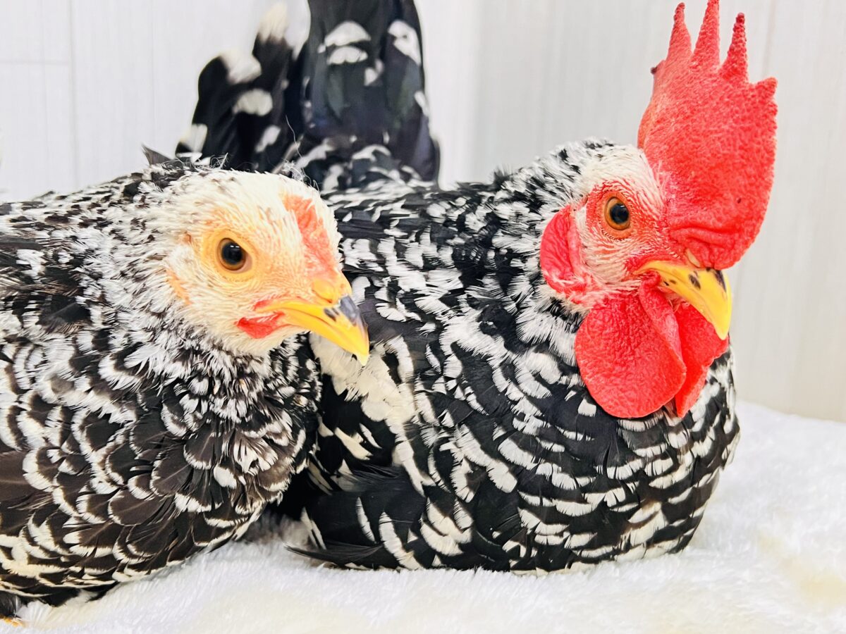 映えますね〜❤️白黒模様にぷりぷり鶏冠👑ゴイシチャボのペアが入舎しました🐓