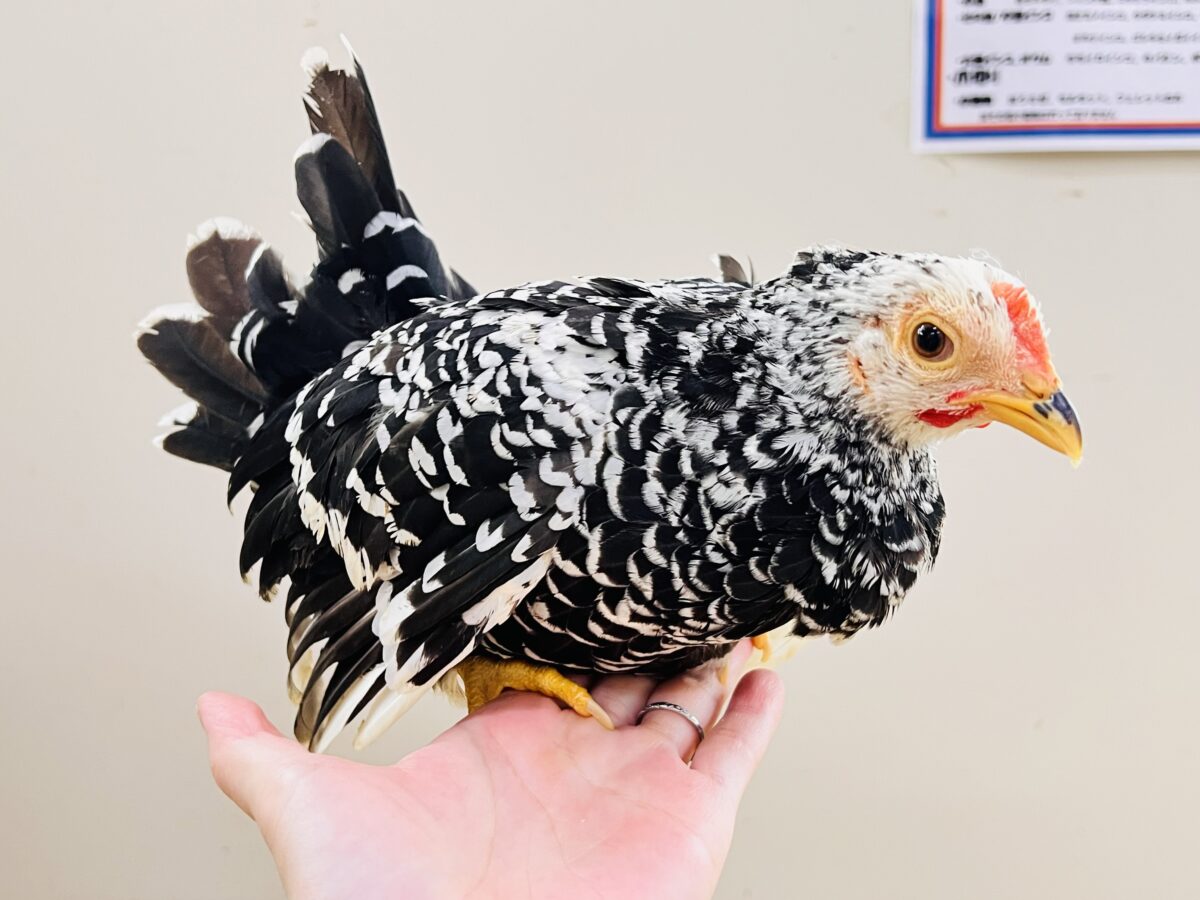 映えますね〜❤️白黒模様にぷりぷり鶏冠👑ゴイシチャボのペアが入舎しました🐓 碁石チャボ(ゴイシチャボ)