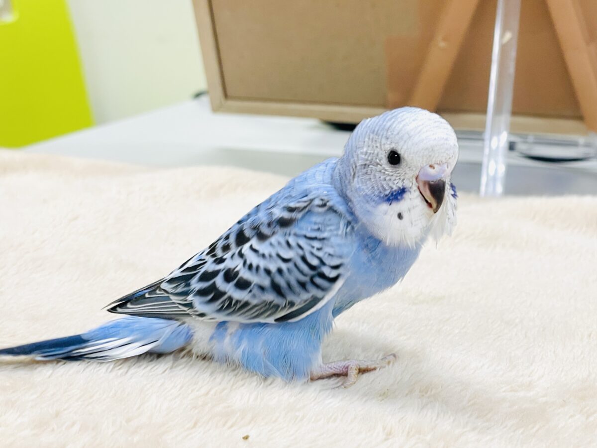 セキセイインコ
