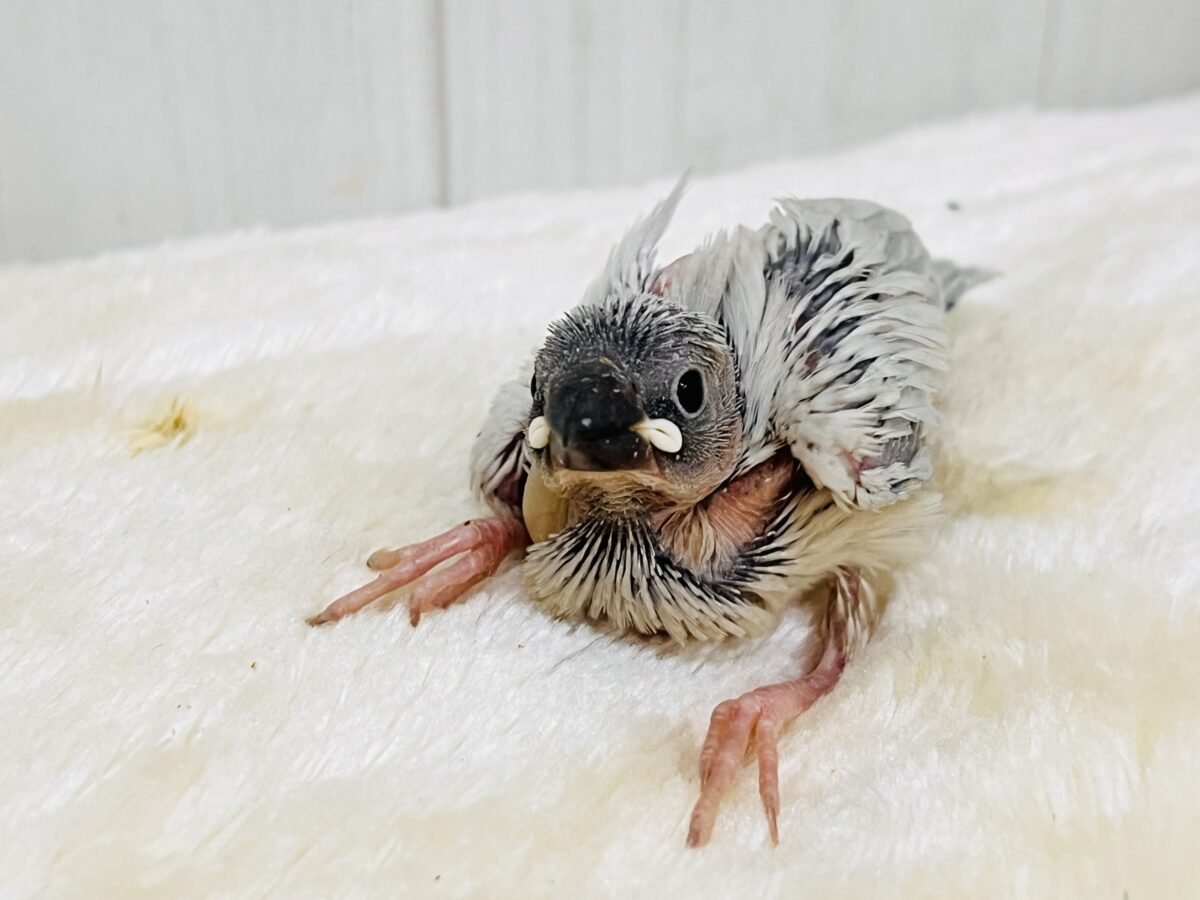 シルバー文鳥