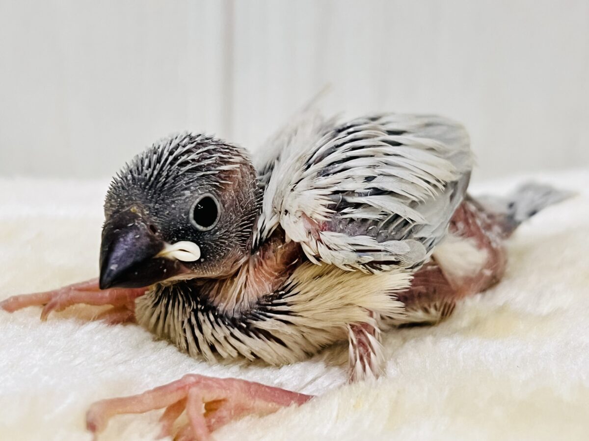 シルバー文鳥