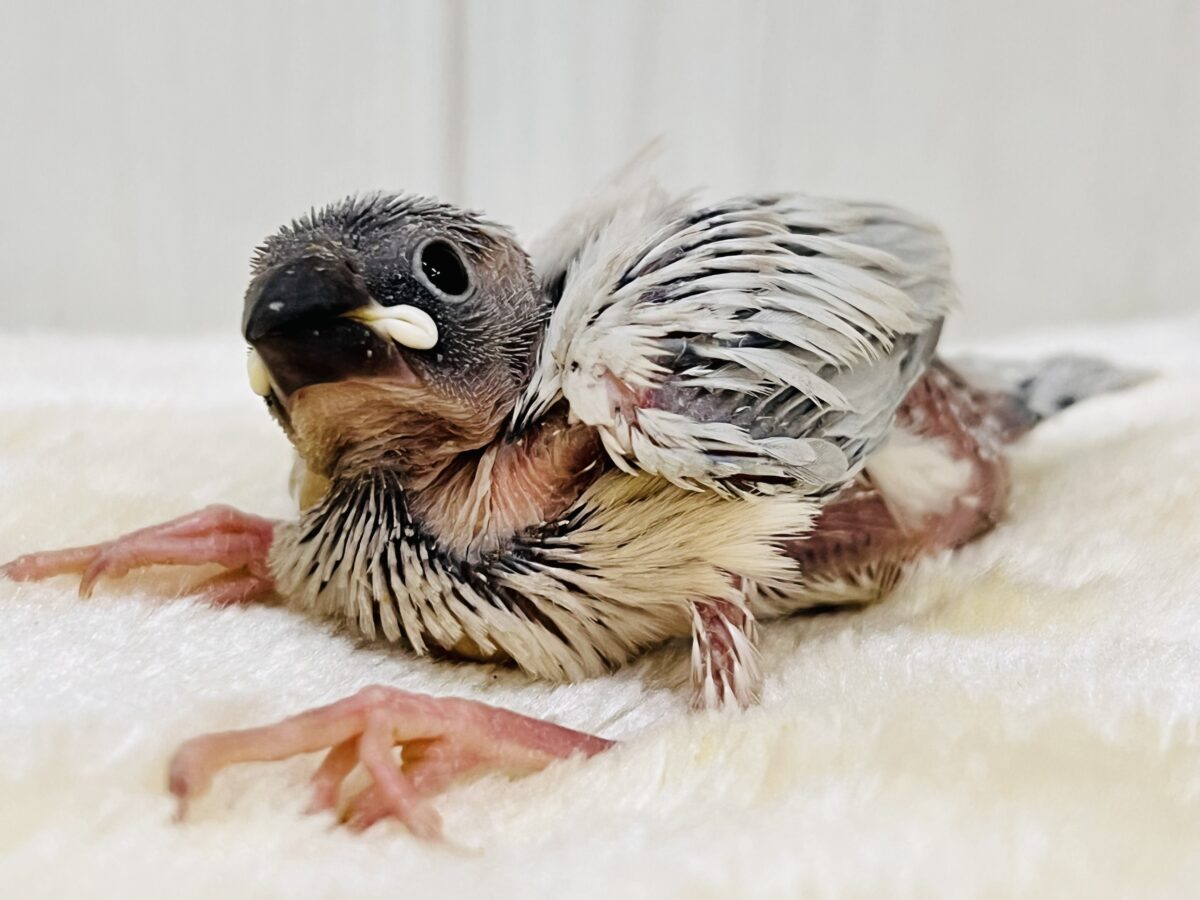 シルバー文鳥