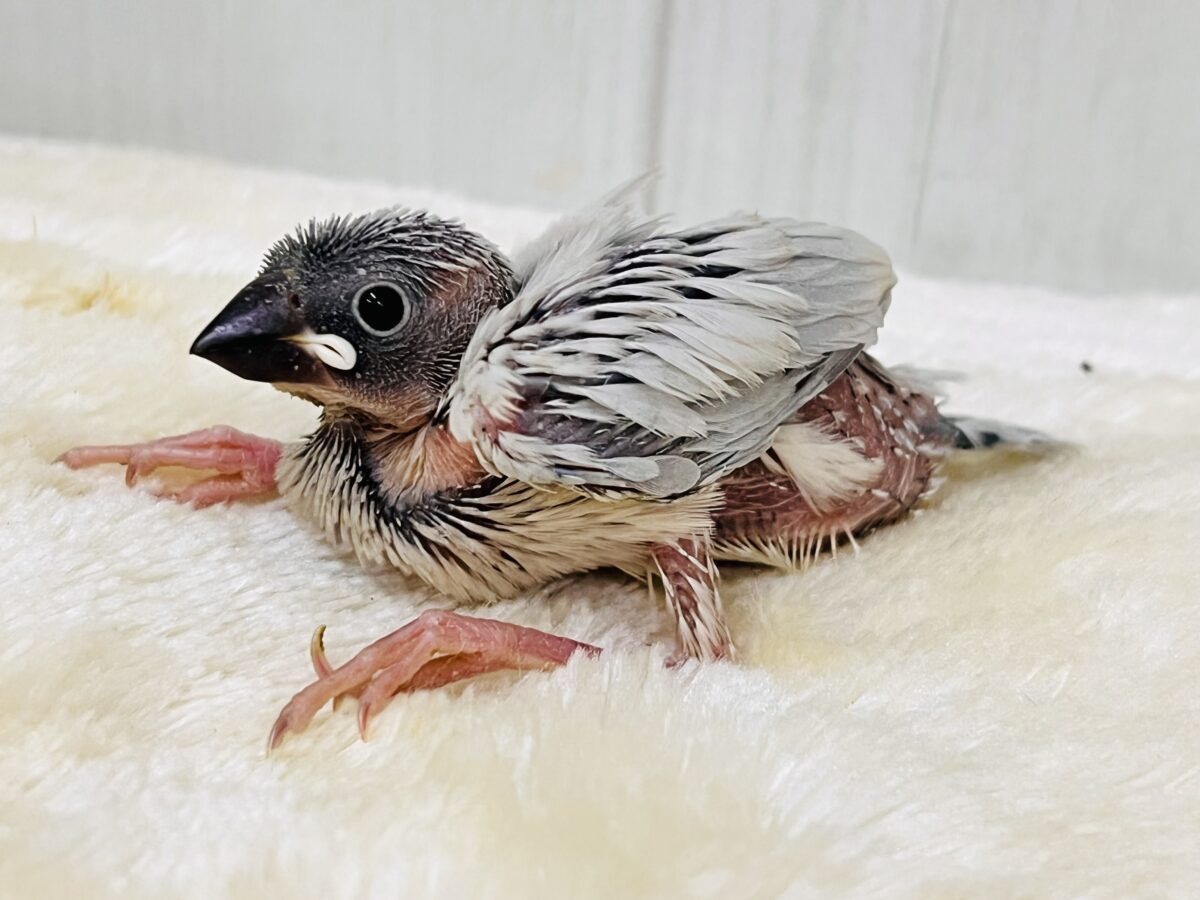 シルバー文鳥