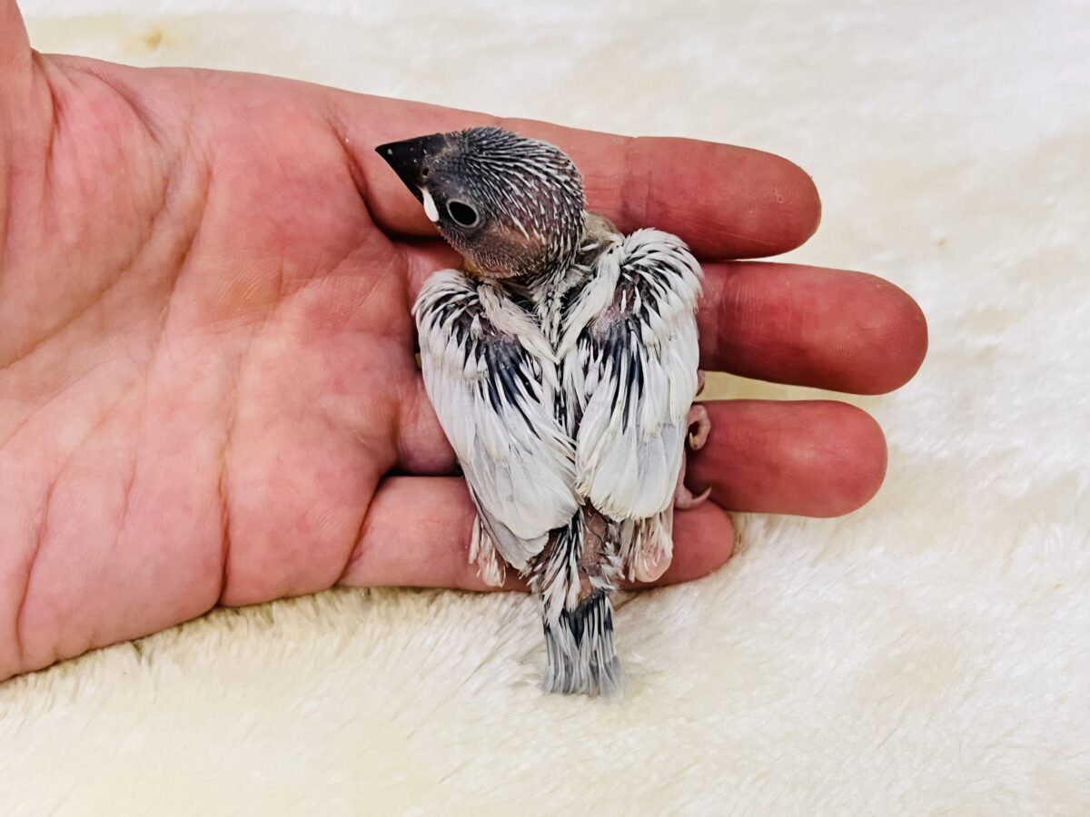 シルバー文鳥