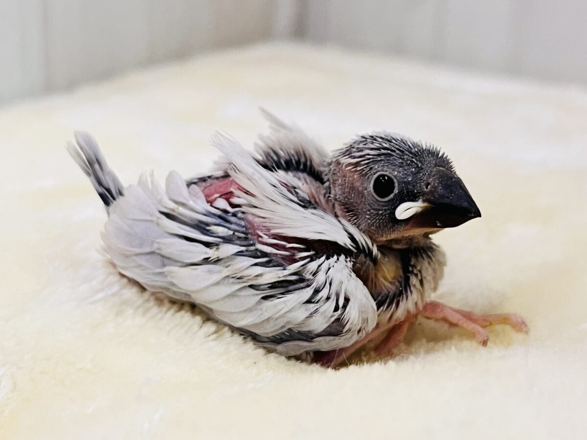 シルバー文鳥