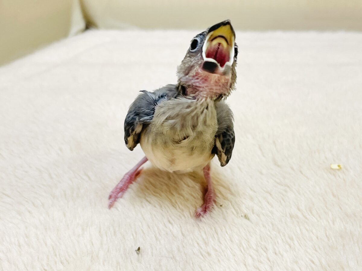 桜文鳥