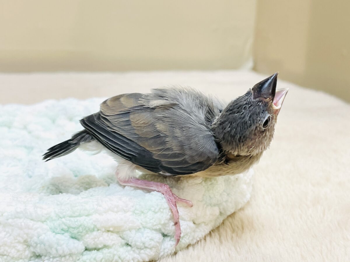 桜文鳥