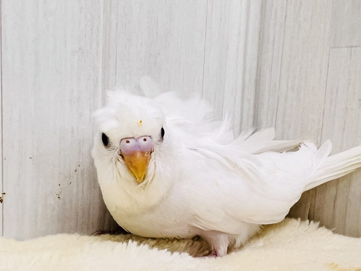 美意識高め✨オシャレな天使🪽パッと華やかな羽衣セキセイインコ(ホワイトダブルファクター) 羽衣セキセイインコ