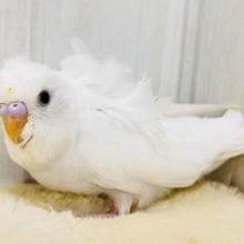 美意識高め✨オシャレな天使🪽パッと華やかな羽衣セキセイインコ（ホワイトダブルファクター）