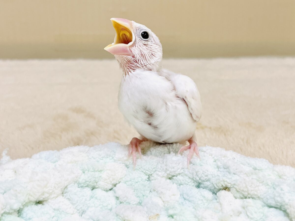 白文鳥