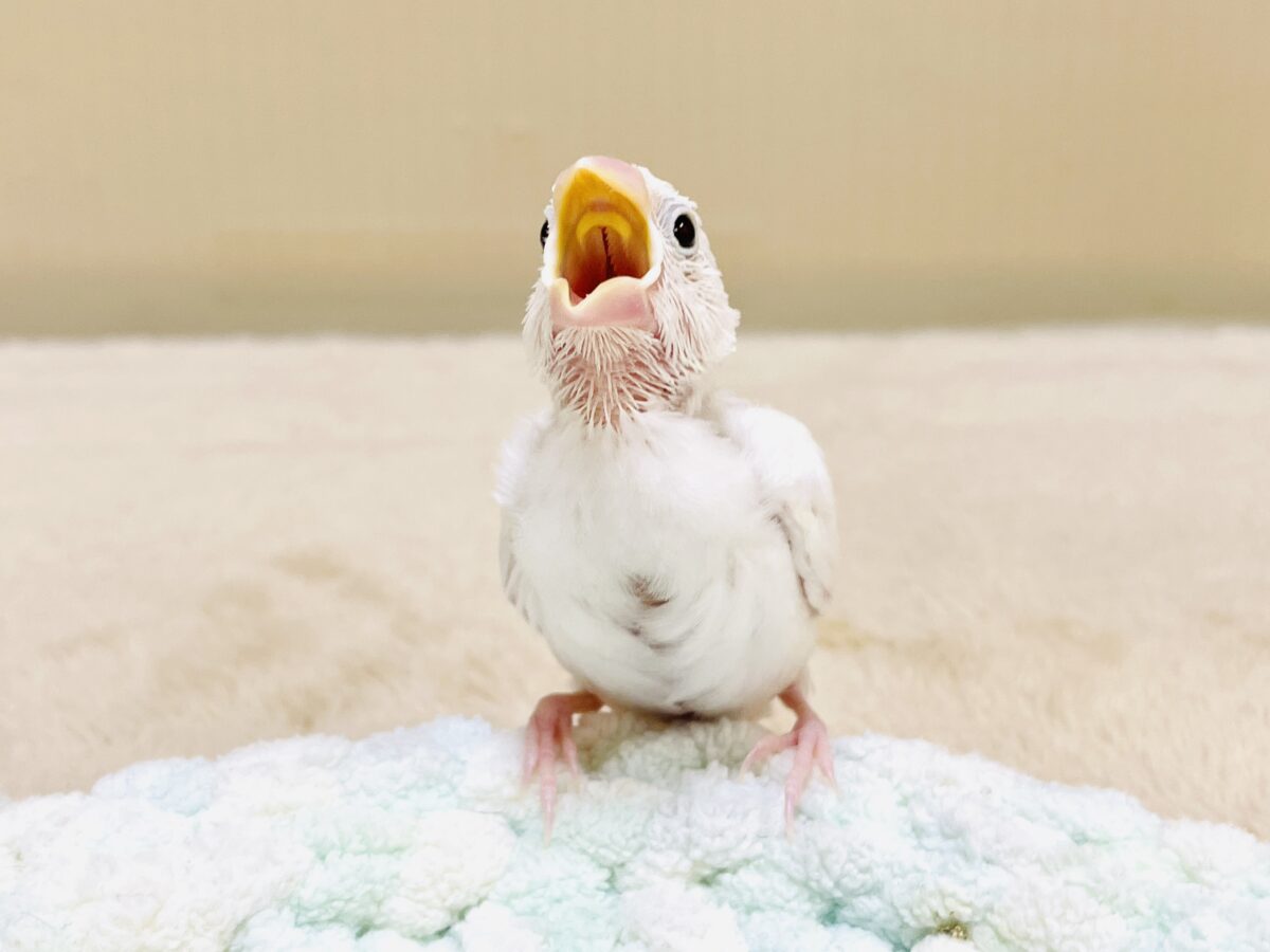 白文鳥