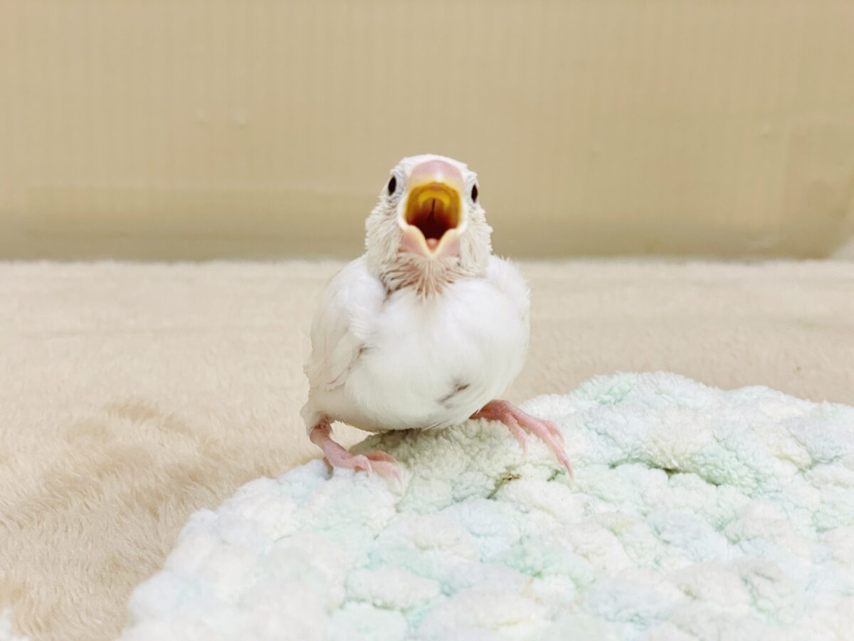 白文鳥