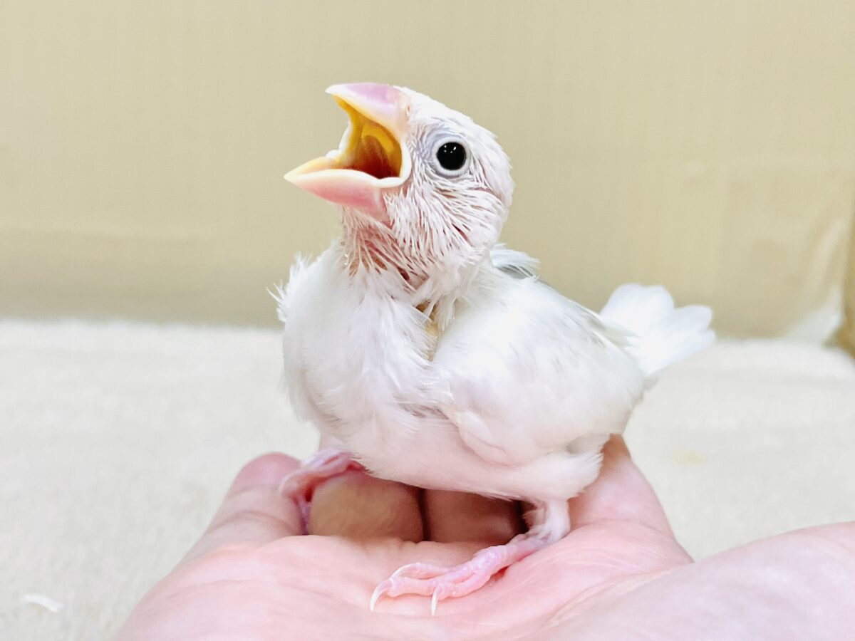 白文鳥