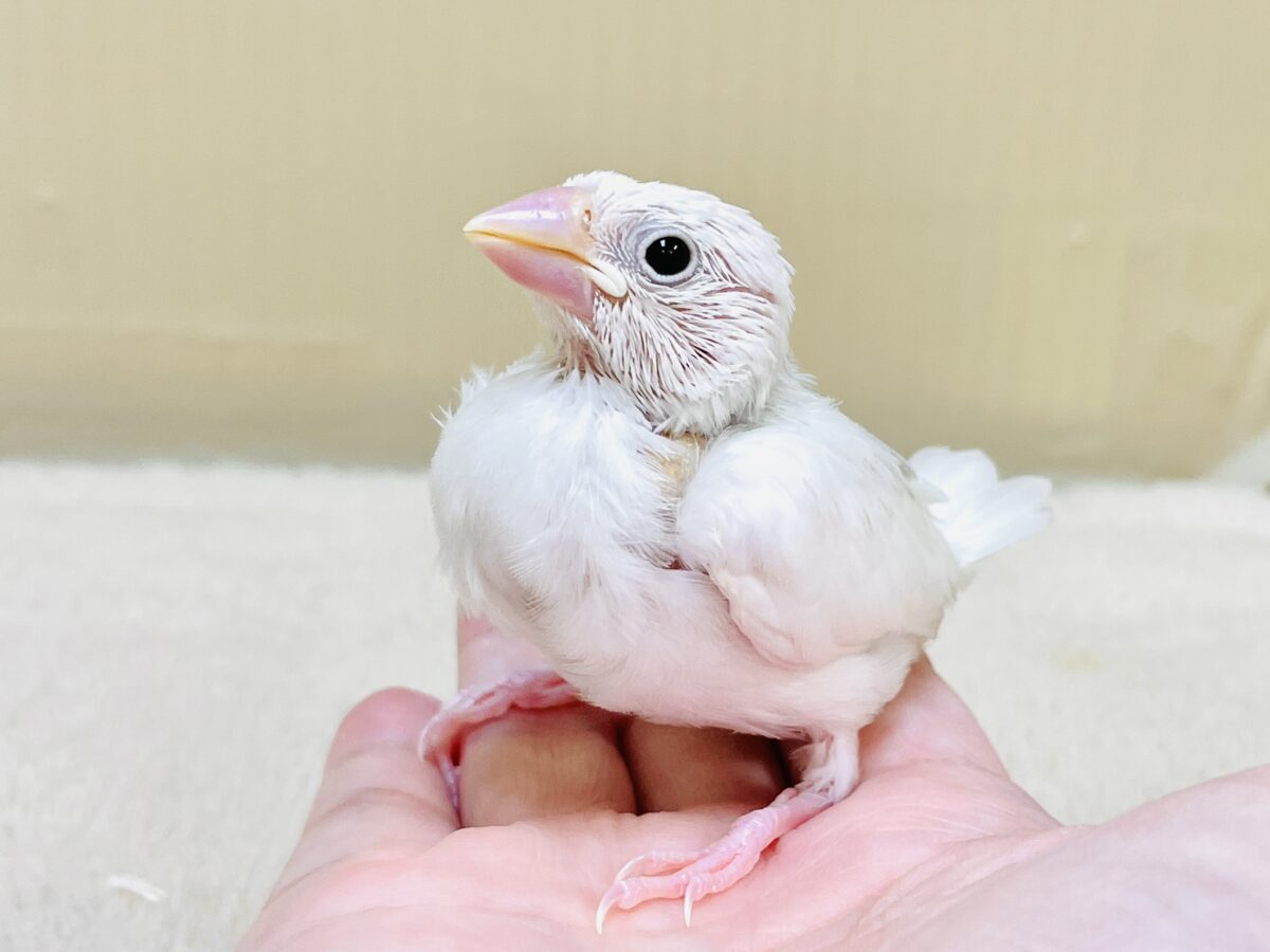 白文鳥